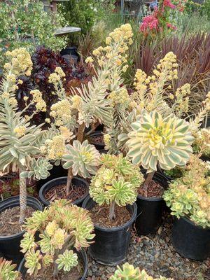 Sunburst aeonium, large sizes