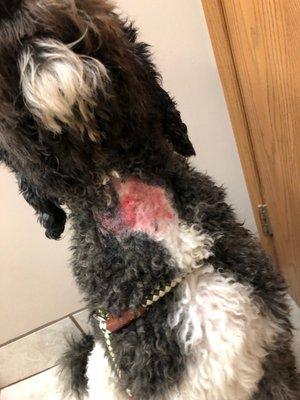 My dog's neck after spending 2 weeks with Guardian K-9