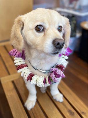 Pup Max SF wears Leis by Camille