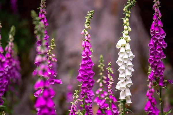 The foxglove inspired our name because this Pacific Northwest wildflower reclaims the beauty of forests that have been clearcut.