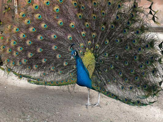 Peacock