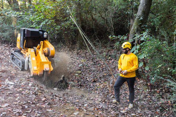 Yellow Ribbon Tree Experts