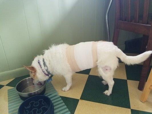 Angie bandaged securely at Beechwold after the pit bull bite to her side.