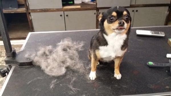 Shedding treatment on a little chihuahua