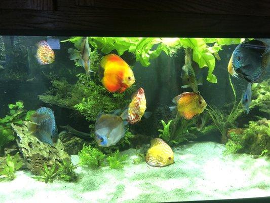 A beautiful well kept discus tank.