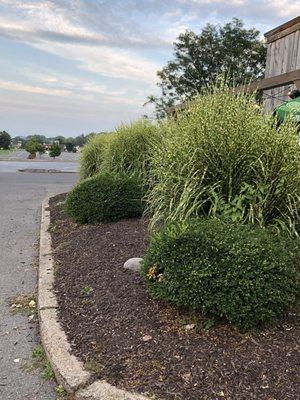 Front plants