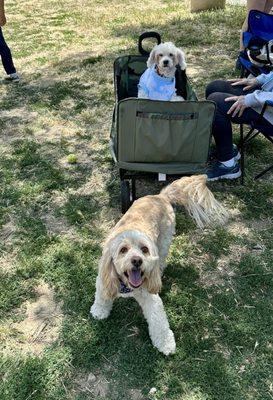 Lots of dogs in the small dog area