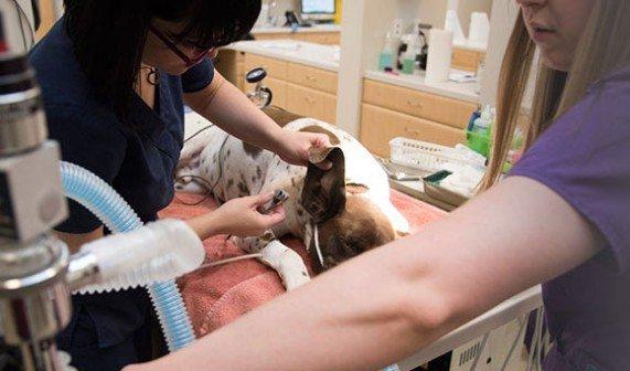 Full service veterinary hospital providing pet wellness care, internal medicine, and surgery.