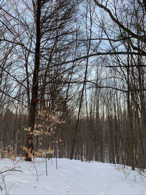 One of many stunning views at Hartwick Pines State Park