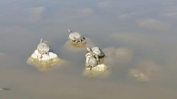 ON MY WALK, SEVERAL TURTLES R CHILLIN ON THE ROCKS.LIL NECKS STRETCHED OUT SOOOO FAR LOL  SOAKING IN ALL THE SUN RAYS!