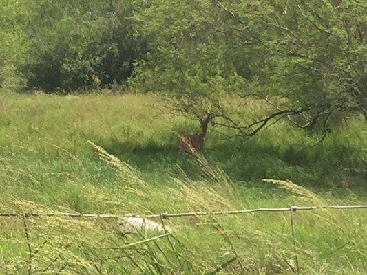 Deer at the ranch