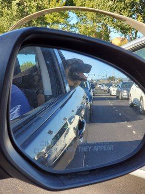 Apollo enjoying his car ride