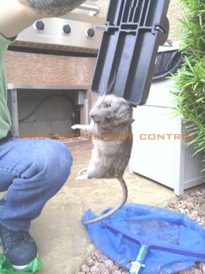 Rat captured in Anthem Highlands.