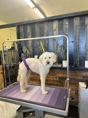 Before picture of Nova (female goldendoodle f1bb)