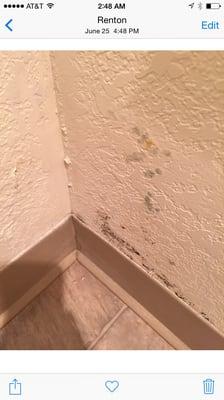 Mold growing. It's only been two months! They just paint over it.