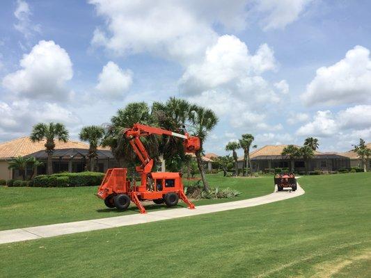 Trimming Palm Trees on a Golf Course!