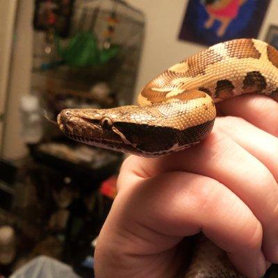 Nagini suffered from a Upper respiratory infection, The doctor showed us how to administer the medication and now she's flourishing