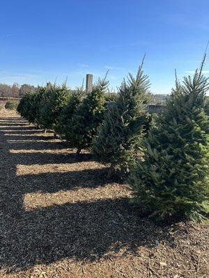 We have a beautiful selection of pre-cut trees, too.