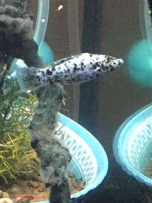 My Dalmatian molly