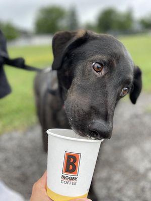 Biggby Coffee - Michigan