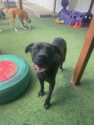 Huey, Day 2 at Howliday Inn Pet Resort, June 2023