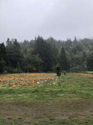 Pumpkin patch