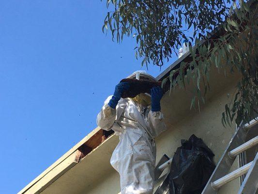 All Pest Pros Tech removing Bee Hive