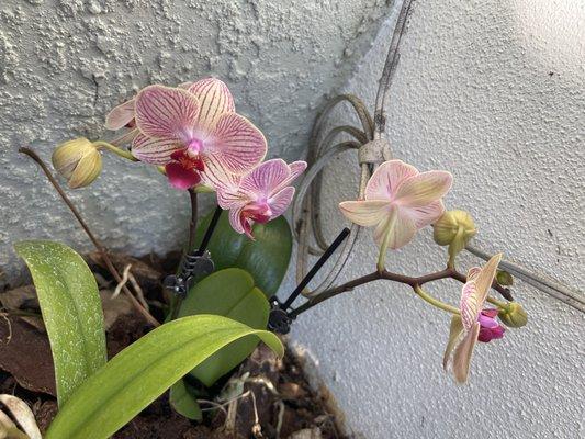 Orchids