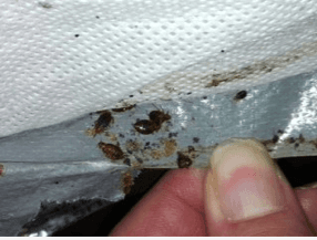 Bed bugs are everywhere now!