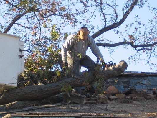 Mount Carmel Tree Service