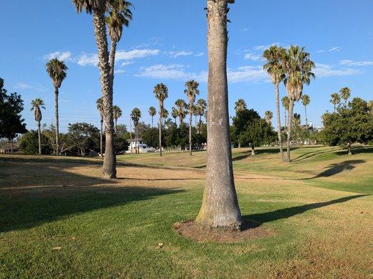 Trees in the park