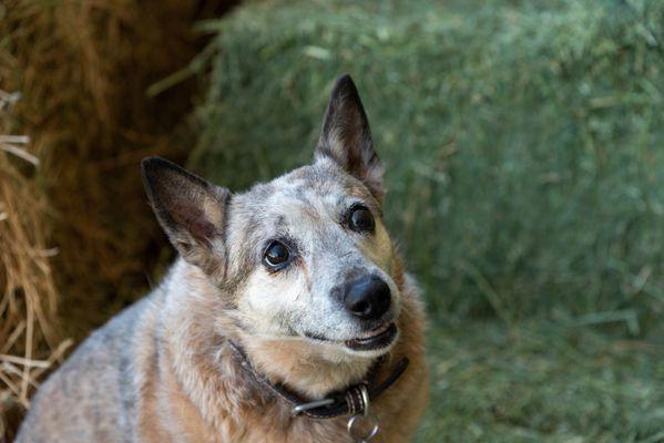 Dr. Aimee's 13yr heeler Bear