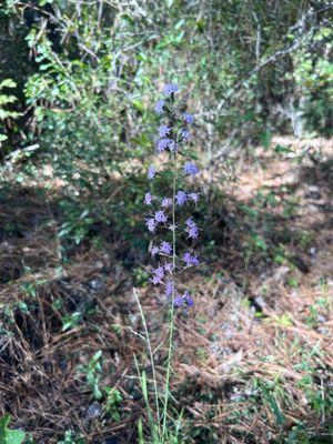 Gorgeous wild/native flowers along the trail