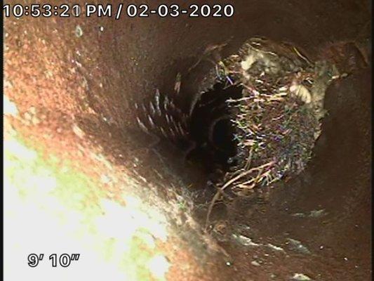 Root intrusion in sewer