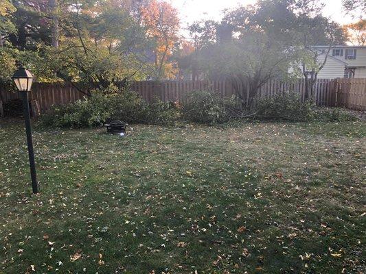 Image of large tree branches spread the whole length of my yard.