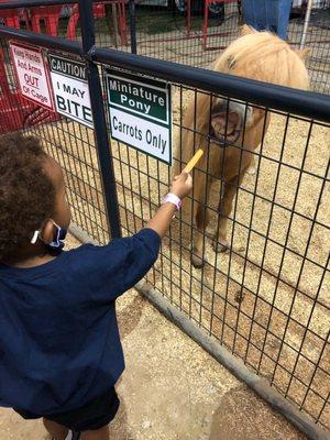 Feeding the pony