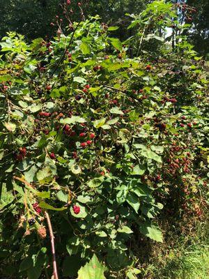 Blackberry Picking