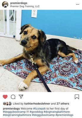 Each dog gets its own hashtag on IG so you can follow while they are in training. #LizziePDT