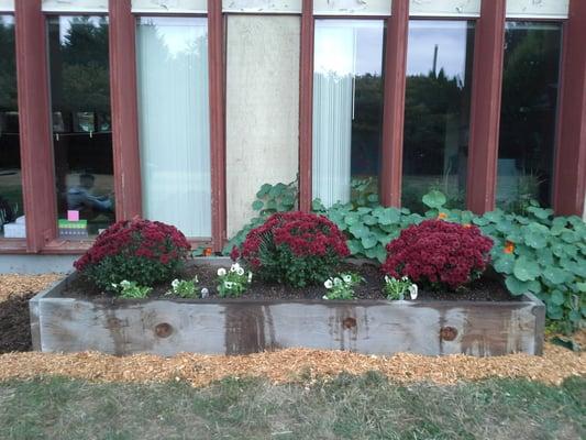 mums and pansies