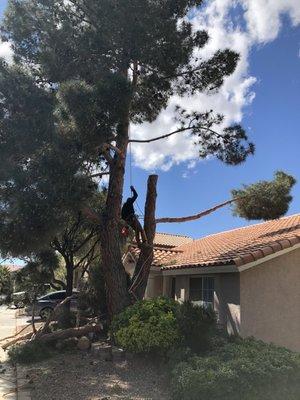 Pine Tree Removal