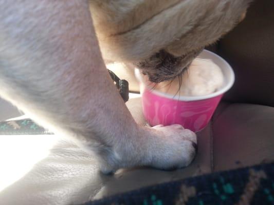 Happy pug with his ice cream.