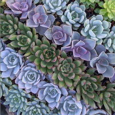 2" Succulents