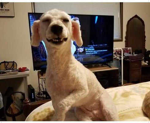 Penny after her cut. She smiling for this photo, but asked her dad not to have her ears cut so short again.