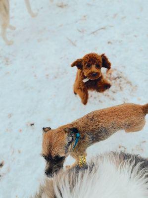 Barker Brook Kennel