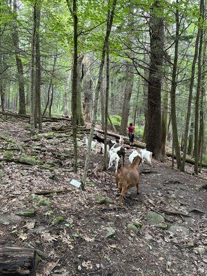 Frederick Farm Goat Rescue and Sanctuary