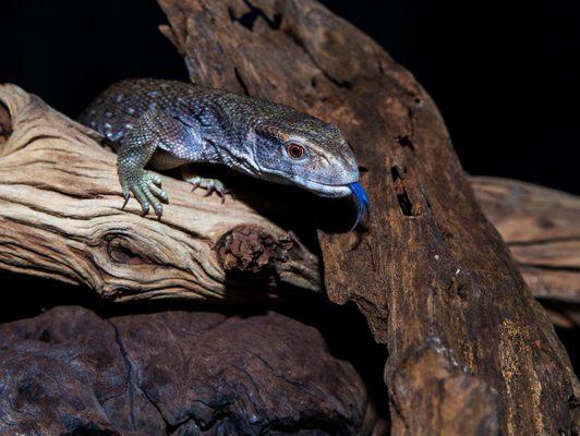 Captive Bred Baby Savannah Monitor