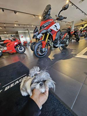 "Come visit me here at Ducati Newport Beach"