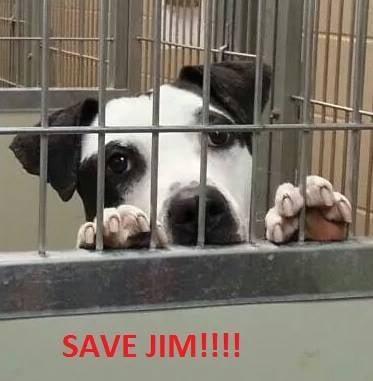 Jim-- the dog that they will not return my calls/faxes about