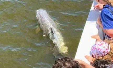 A dolphin riding the bow wake.