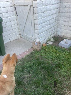 Food left here with the dog barking like crazy. really?  if I didn't come out in time, this would have been dinner for the dog.